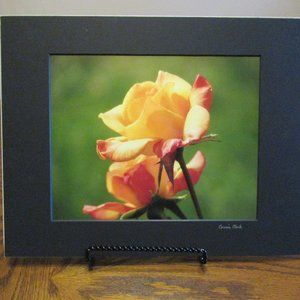 (NWOT) My Original Photography